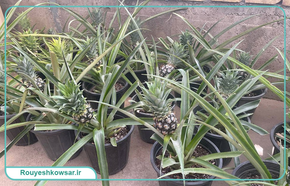 گزارش تصویری سفر تیم توابن موسسه رویش کوثر به استان گلستان