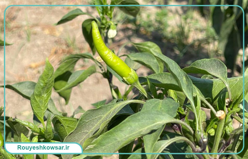 گزارش تصویری سفر تیم توابن موسسه رویش کوثر به استان گلستان