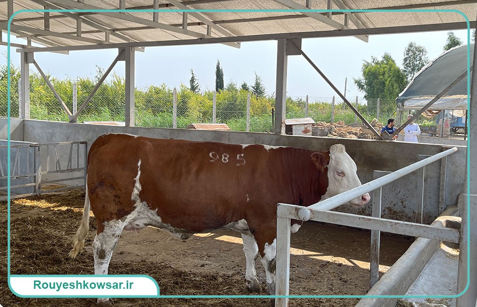 گزارش تصویری سفر تیم توابن موسسه رویش کوثر به استان مازندران