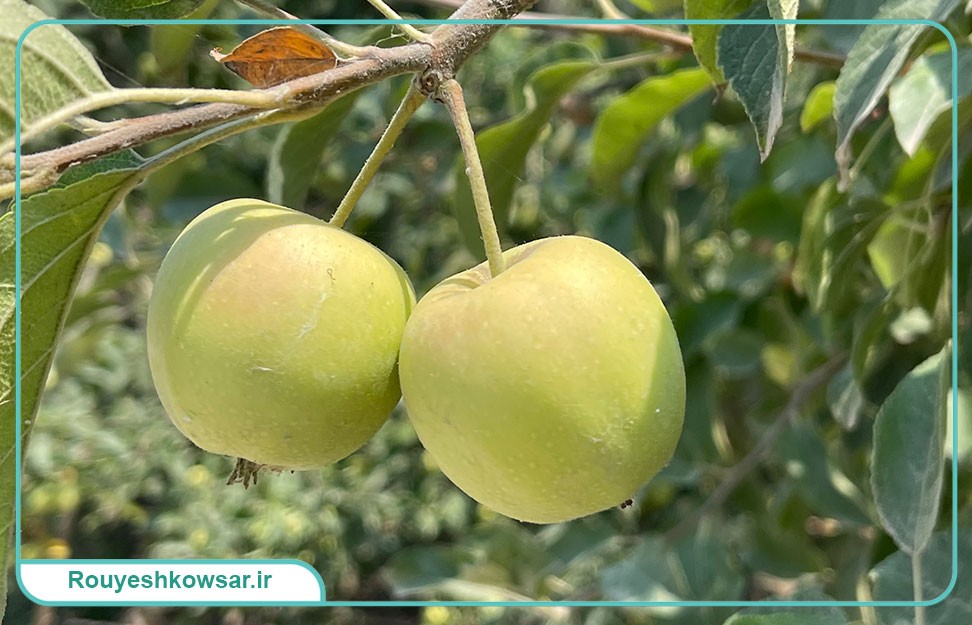 گزارش تصویری سفر تیم توابن موسسه رویش کوثر به استان مازندران