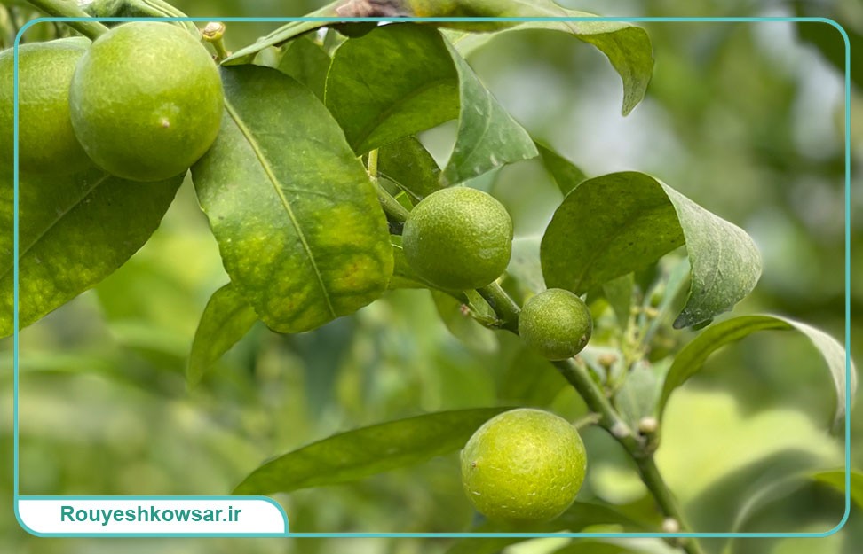 گزارش تصویری سفر تیم توابن موسسه رویش کوثر به استان مازندران