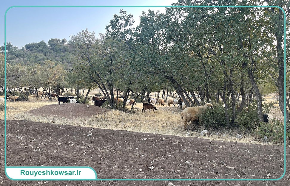 گزارش تصویری تیم توانمندسازی و مهارت‌افزایی کوثر به استان لرستان