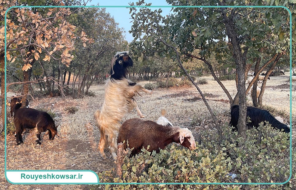 گزارش تصویری تیم توانمندسازی و مهارت‌افزایی کوثر به استان لرستان